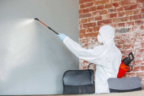 Best Basement Mold Removal  in Meadowood, PA